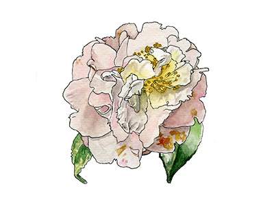 Rose flower illustration rose watercolor wilt