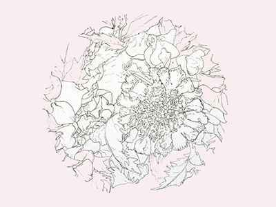 Pink circle digital floral flowers hydrangea illustration pincushion pink