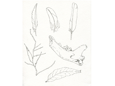 Lost Found bone drawing feather found illustration leaf line micron nature objects pen twig