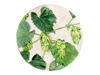 Hops beer brewery hops illustration plants watercolor