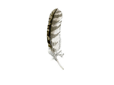 Hawk Feather feather hawk illustration nature watercolor
