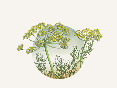 Fennel botanical design fennel illustration label