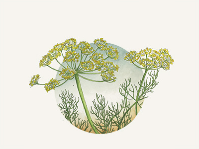 Fennel