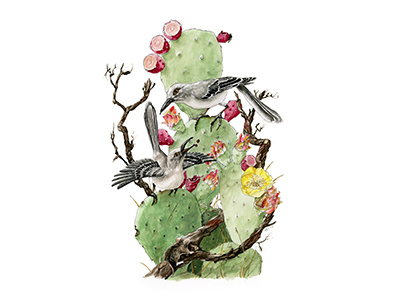 Mockinbird Pricklies illustration botanical nature natural study cacti cactus birds mockingbird texas atx sxsw