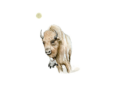 White Bison bison buffalo feathers hand illustration moon watercolor