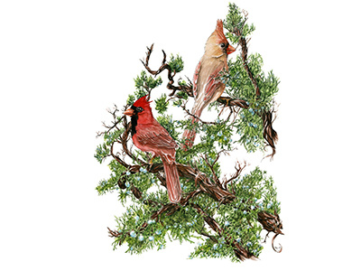 Cardinals science nature tree berries juniper botanical bird illustration watercolor