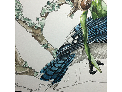 Bluebird Wip atx birds blue jays trees watercolor wip