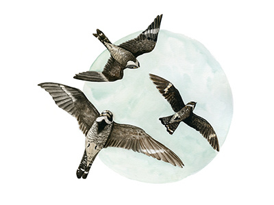 Nighthawks birds illustration moon nature painting watercolor wildlife