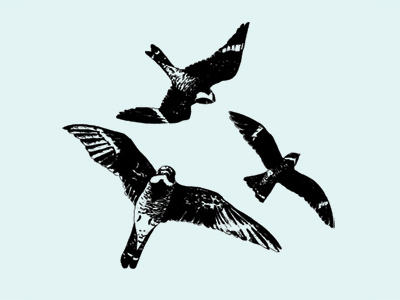 Nighthawks- Vectorized animals birds hawks nature nighthawks vectors wildlife wings