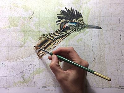 Roadrunner Progress bird feathers illustration maps painting travel utah watercolor wildlife