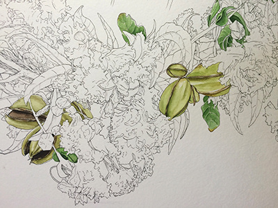 Wreath WIP botanical floral flowers micron plants watercolor wip wreath