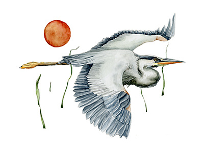 Blue Heron bird blue flight flying grass heron nature river sun watercolor wildlife