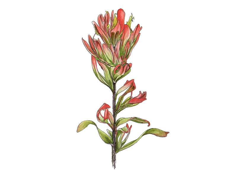 indian paintbrush png