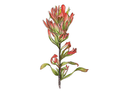 Indian Paintbrush botanical drawing flora floral flowers nature painting plants scientific watercolor wildflower