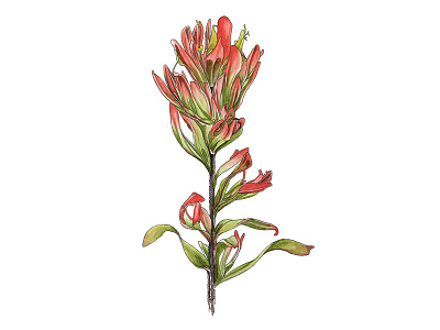 Indian Paintbrush