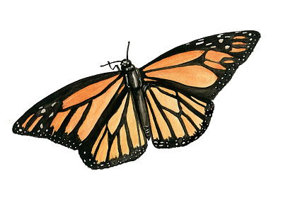 Monarch Butterfly atx butterfly drawing fauna insect monarch nature orange painting watercolor wildlife wings