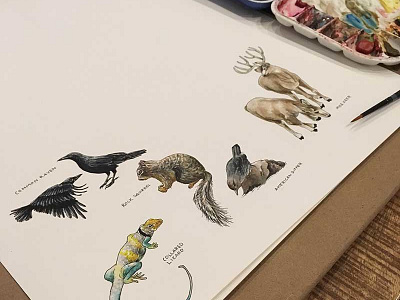 Coming Soon... animals bird deer lizard nature parks raven squirrel watercolor wilderness wildlife wip