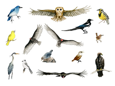 Our National Parks: Birds