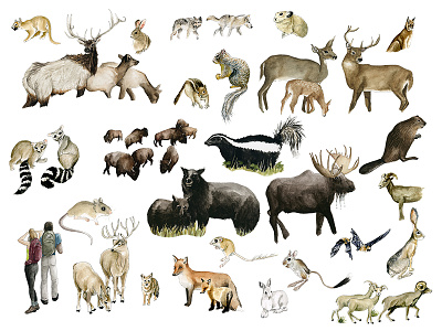 Our National Parks: Mammals assets bear deer mammals moose outdoors rabbit squirrel watercolor wildlife