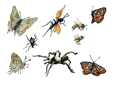 Our National Parks: Insects assets bee beetle butterfly insect tarantula wasp watercolor