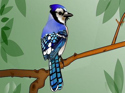 bird bird blue bird illustration illustrator vector vector art vector illustration vectornator