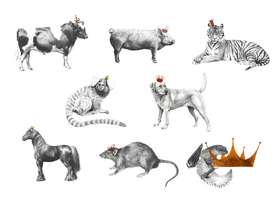 Chinese horoscoope animals drawing editorial editorial illustration graphite illustration pencil uk