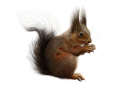 Squirrel science illustration squirrel