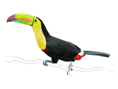 Keel Billed Toucan scince illustration toucan