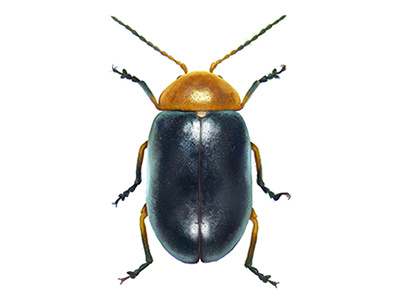Beetle beetle gastrophysa illustration polygoni science
