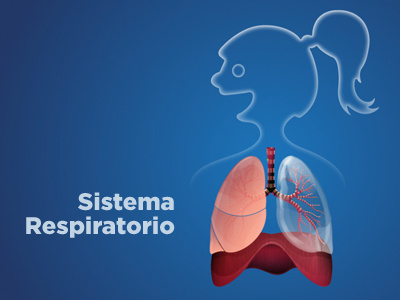 Sistema Respiratorio illustration