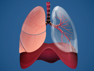 Sistema Respiratorio (zoom) illustration