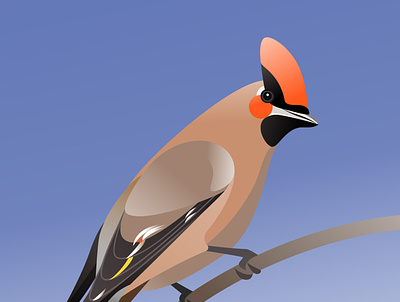 Waxwing 2dart adobe illustrator bird illustration vector waxwin