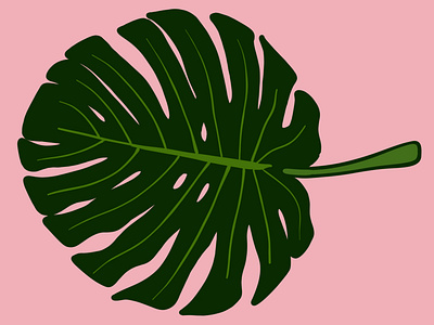 monstera