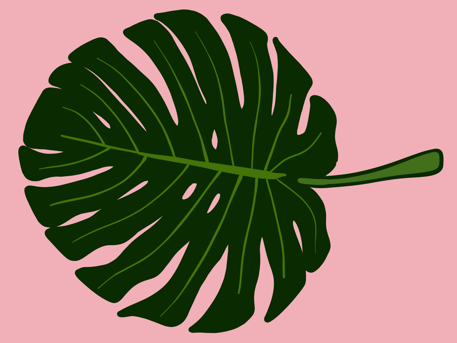 monstera by ashley hereid on Dribbble