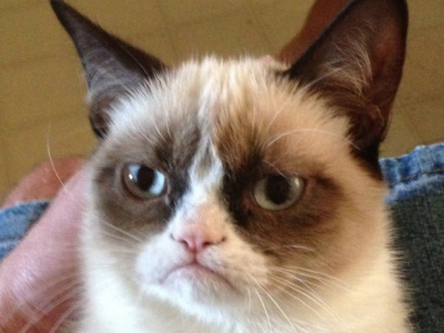 grumpycat cat