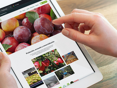 Fruits & Seeds agriculture agro design ui ux web webdesign