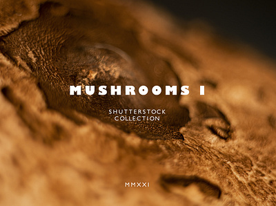 Mushrooms Photo Collection Vol.I abstract backgound background cap close up design detail focus food fresh gills macro mars mushroom planet texture