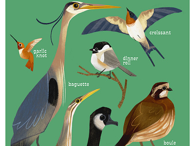 The Bread Lover's Guide to Identifying Birds By Shape bird illustration birds education illustration science illustration