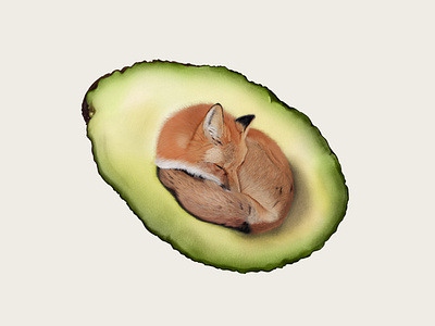 Avocado Fox avocado fox illustration nature