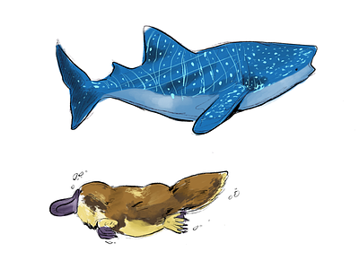 Whale Shark & Platypus illustration ipad pro platypus procreate whale shark