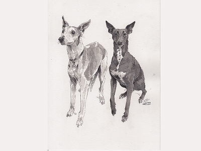 SeamusAndRonnie animal animal art illustration ink ink art pet art pet portrait whippit