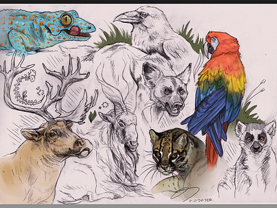 Animalia V animal animal art animal studies design illustration multimedia photoshop art