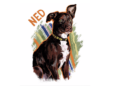 Ned animal animal art design digital painting dog art dog illustration illustration pet art pet portrait photoshop art