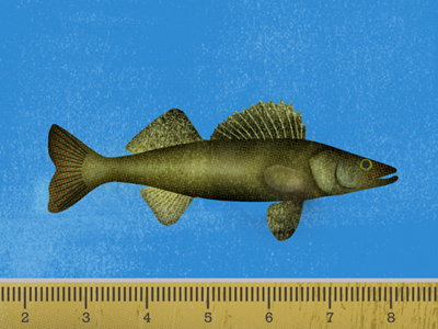 Tiny Walleye fish illustration minnesota texture walleye you betcha