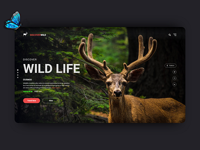 Wild life - Header exploration