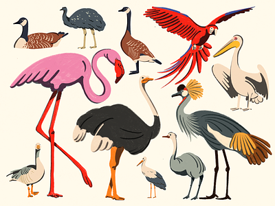 Birds bird colors design fagostudio illustration photoshop procreate texture wildlife zoo