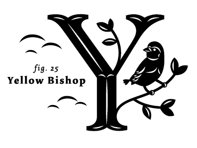alphabirds! alphabet birds letter lettering typography