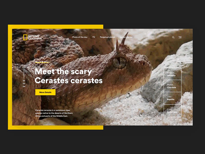 National Geographic - Cerastes snake experiment animal geographic hero nature slider snake ui ux video web