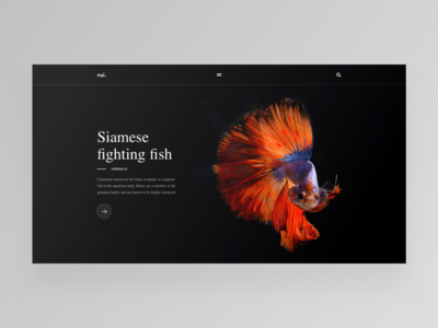 Siamese fighting fish