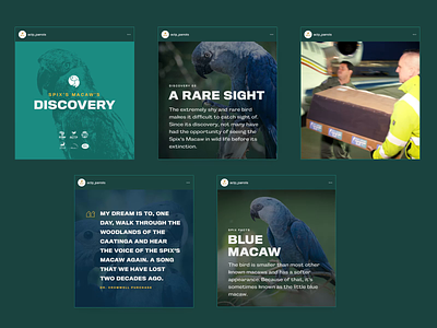 ACT Parrots: Social Media Design agency animation branding design ig instagram social media